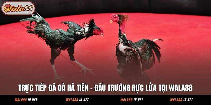 Trải Nghiệm Trực Tiếp Đá Gà Hà Tiên Tại Wala88: Cổng Thông Tin Giải Trí Toàn Diện