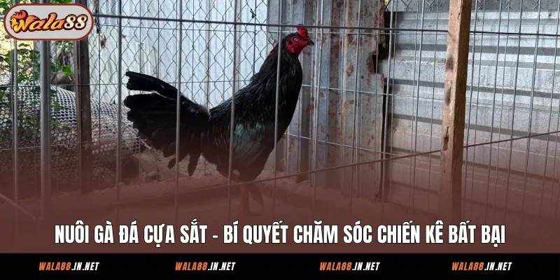 Bí Quyết Nuôi Gà Đá Cựa Sắt Chuyên Nghiệp Từ Các Sư Kê Danh Tiếng Tại Wala88