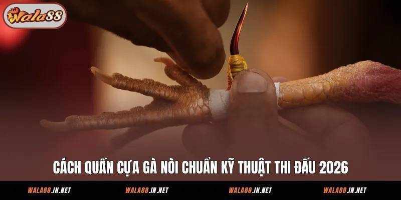 Bí Quyết Cách Quấn Cựa Gà Nòi Chuẩn Xác Cho Người Mới Bắt Đầu