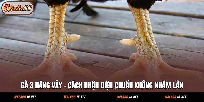 Nghệ Thuật Nhận Biết Gà 3 Hàng Vảy Và Cách Đánh Giá Chiến Kê Từ Wala88
