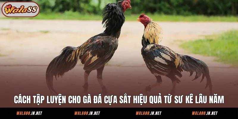 Bí quyết huấn luyện chiến kê cựa sắt đỉnh cao tại Wala88