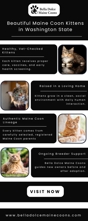 Well Socialized Maine Coon Kittens Available Across Washington