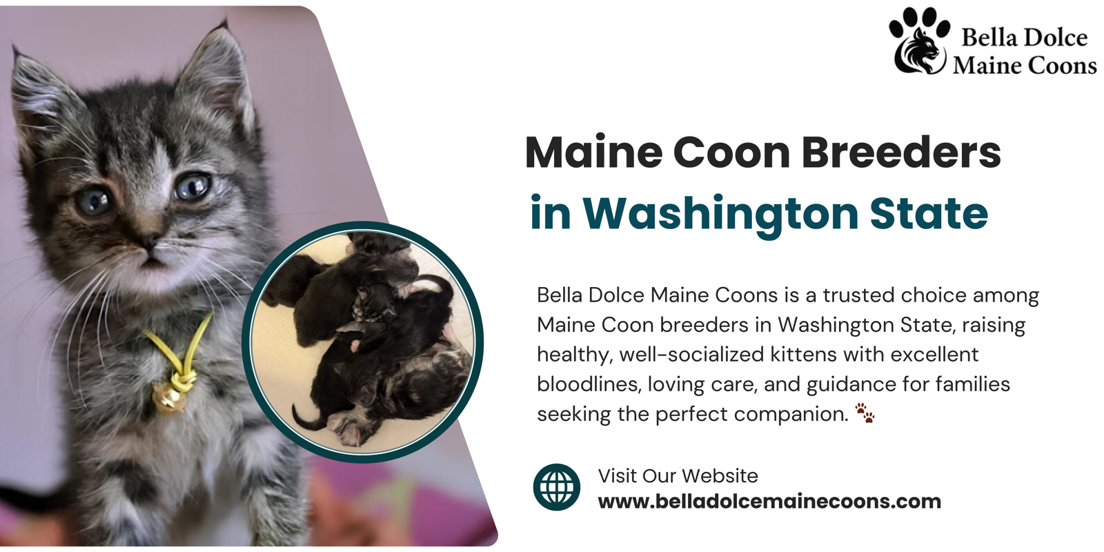 Maine Coon Breeders in Washington State - Bella Dolce Maine Coons