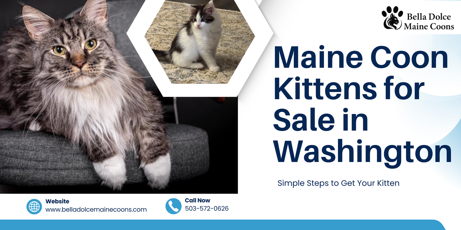 Maine Coon Kittens for Sale in Washington - Bella Dolce Maine Coons