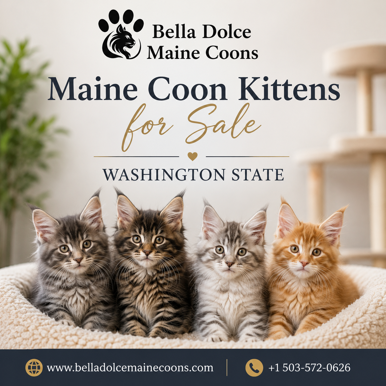 Premium Maine Coon Cat Kittens for Sale - Bella Dolce Maine Coons