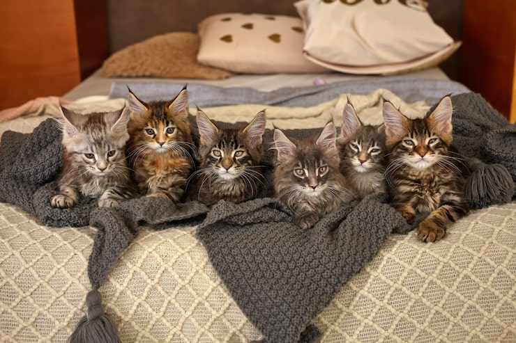 Maine Coon Baby Kitten | Bella Dolce Maine Coons