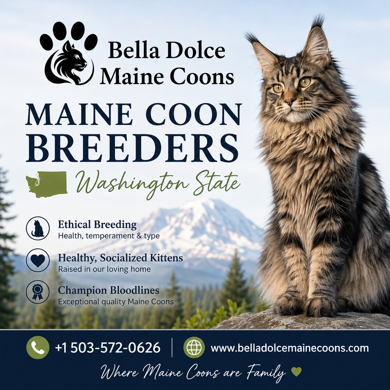 Maine Coon Breeders Washington State | Bella Dolce Maine Coons