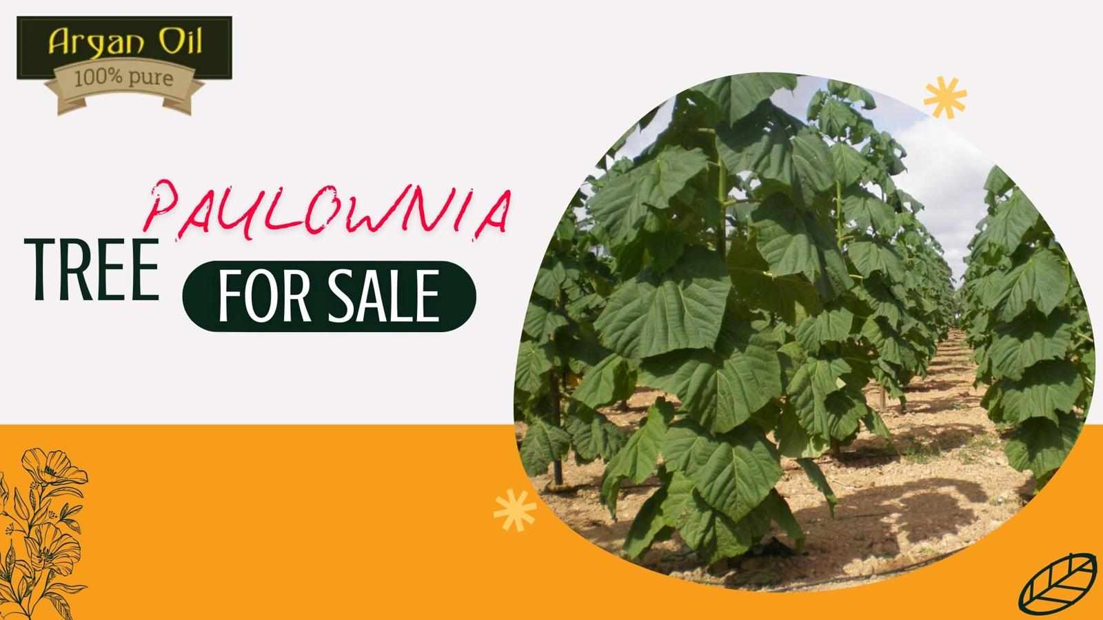 Paulownia Tree for Sale: Everything You Need to Know Before Buying