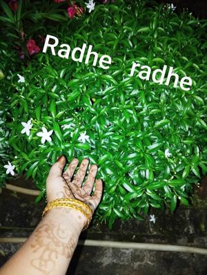 Madhusmita Barik logo