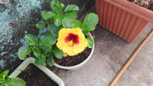 Madhusmita Barik logo