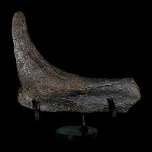 What Should You Know Before You Buy Dinosaur Fossils?