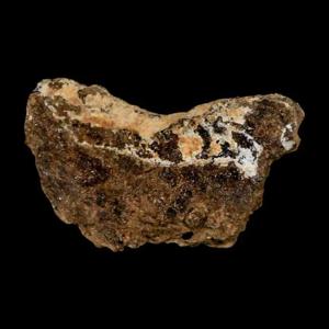 What Does A Trex Tooth Reveal About The King Of Dinosaurs?