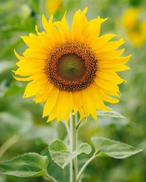 Yellow sunflower  logo
