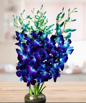 sunshine2435588 logo