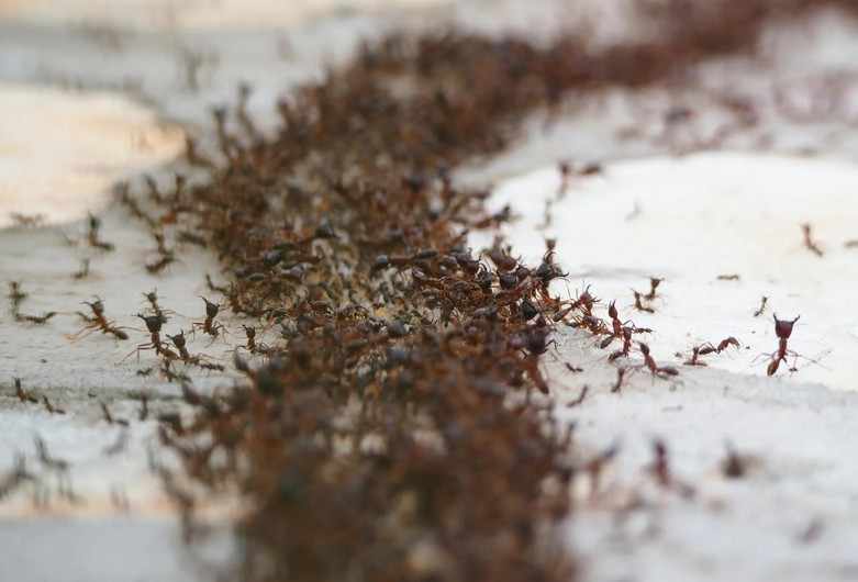 Why Timely Ant Management Is Essential for Every Property