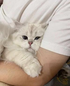 7. Snowy is Missing!