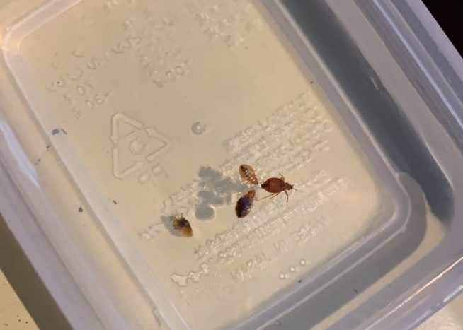 rodent control singapore