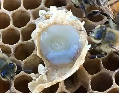 Best Royal Jelly Manufacturers for Natural Health and Wellness Products