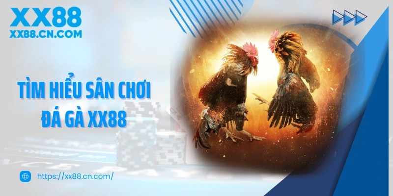 Khám phá sức hút của đá gà XX88 trong cộng đồng yêu thích đá gà