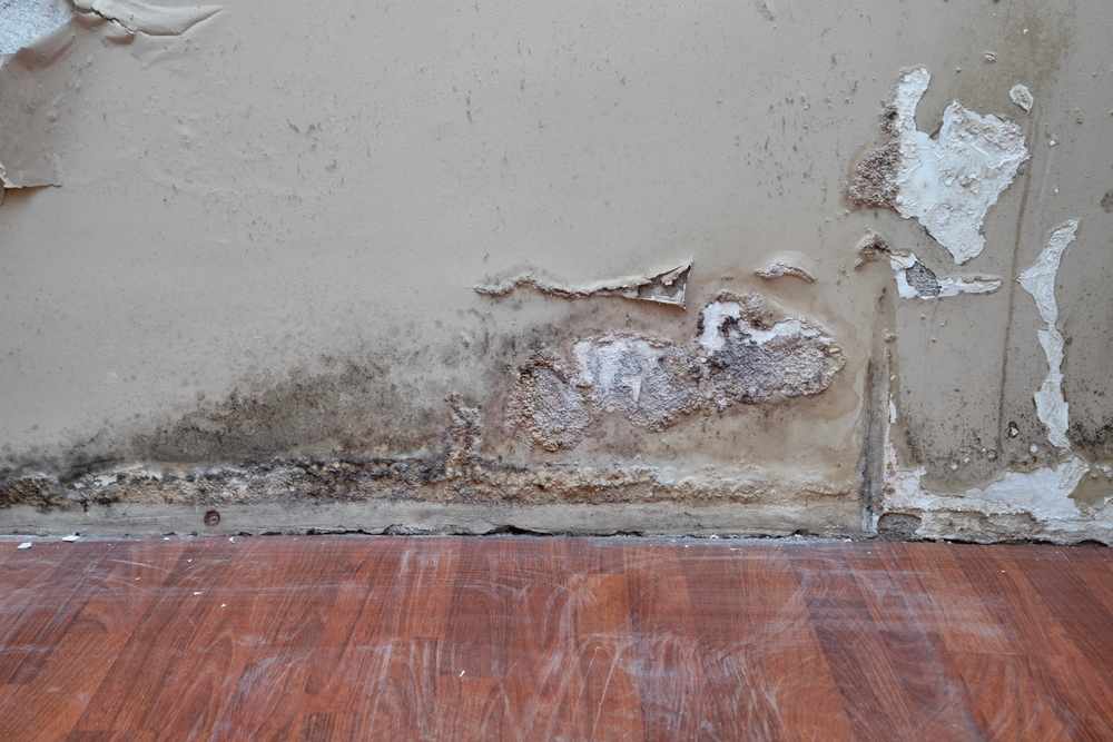 How Professional Water Damage Restoration Protects Your Home