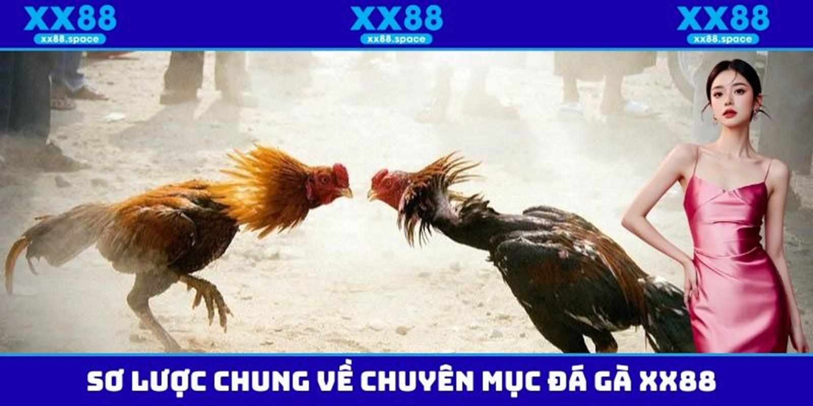 Khám phá sức hút của đá gà XX88 trong cộng đồng người chơi