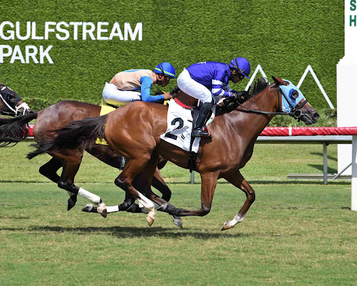 Horse Race Fixtures: A Complete Guide to Planning Your Racing Calendar