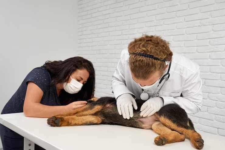 Can A 24/7 Pet Clinic In Dubai Handle Night Emergencies?