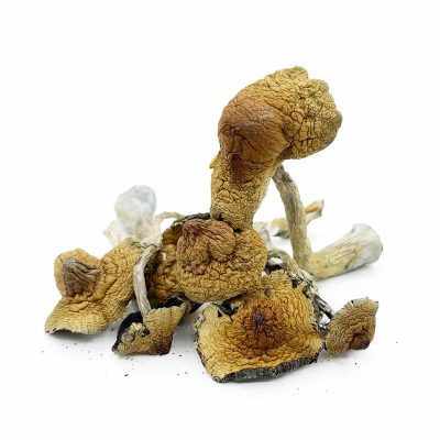 Thrasher Mushroom Strain - WTF Cannabis