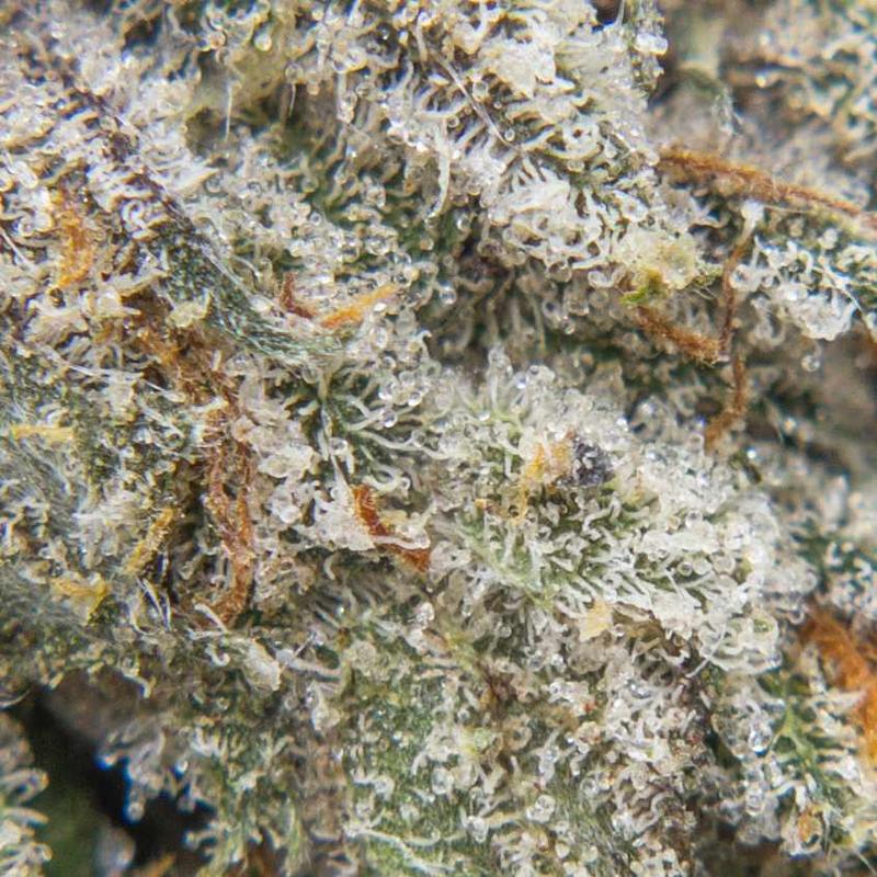 Buy Weeds Online - WTF Cannabis
