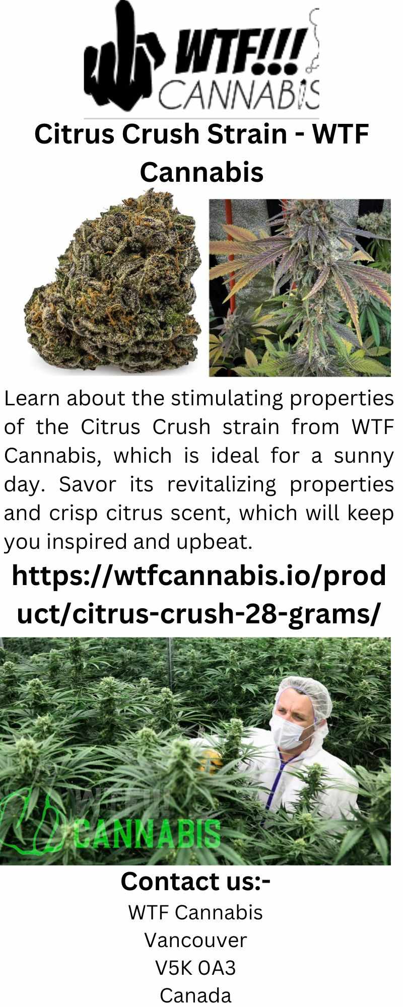 Citrus Crush Strain - WTF Cannabis