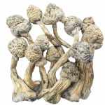 Buy Psilocybe Mushrooms Online - WTF Cannabis