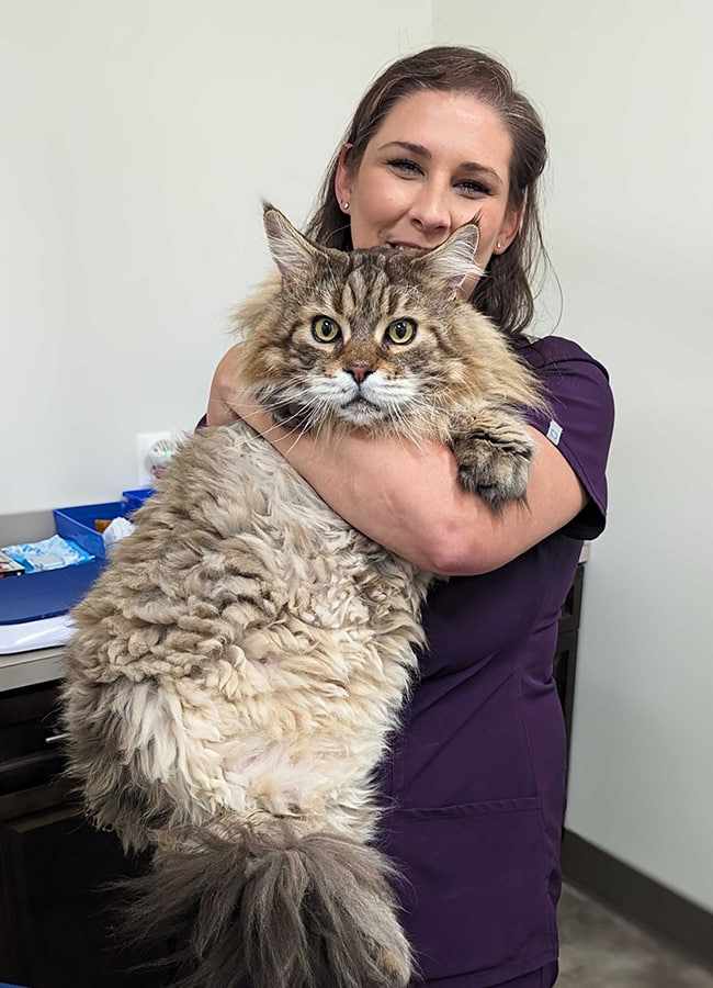 When Should You Take Your Pet to a Vet Immediately?