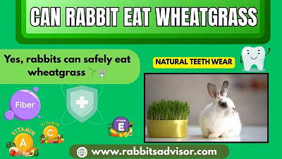 Wheatgrass Benefits for Rabbits