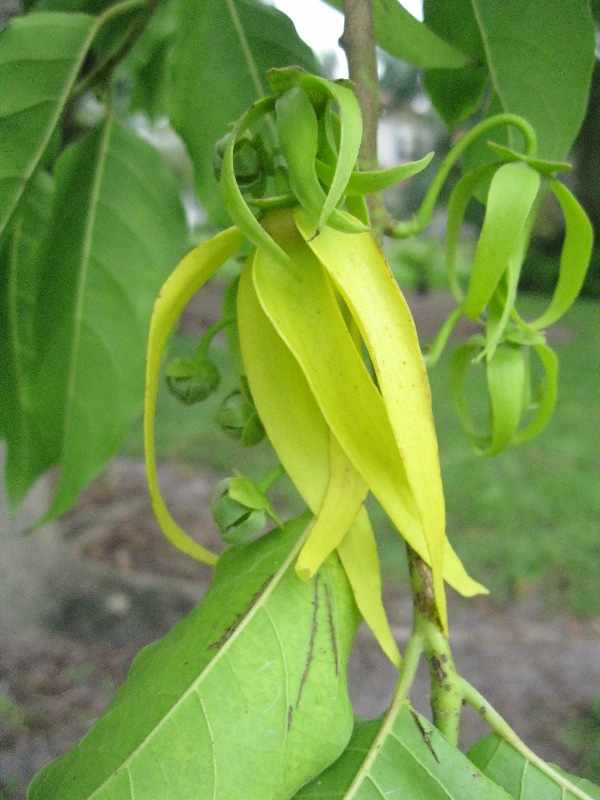 Fallen Kaatuchembakam