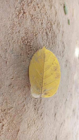 Sabr🍁🍁🍁 logo