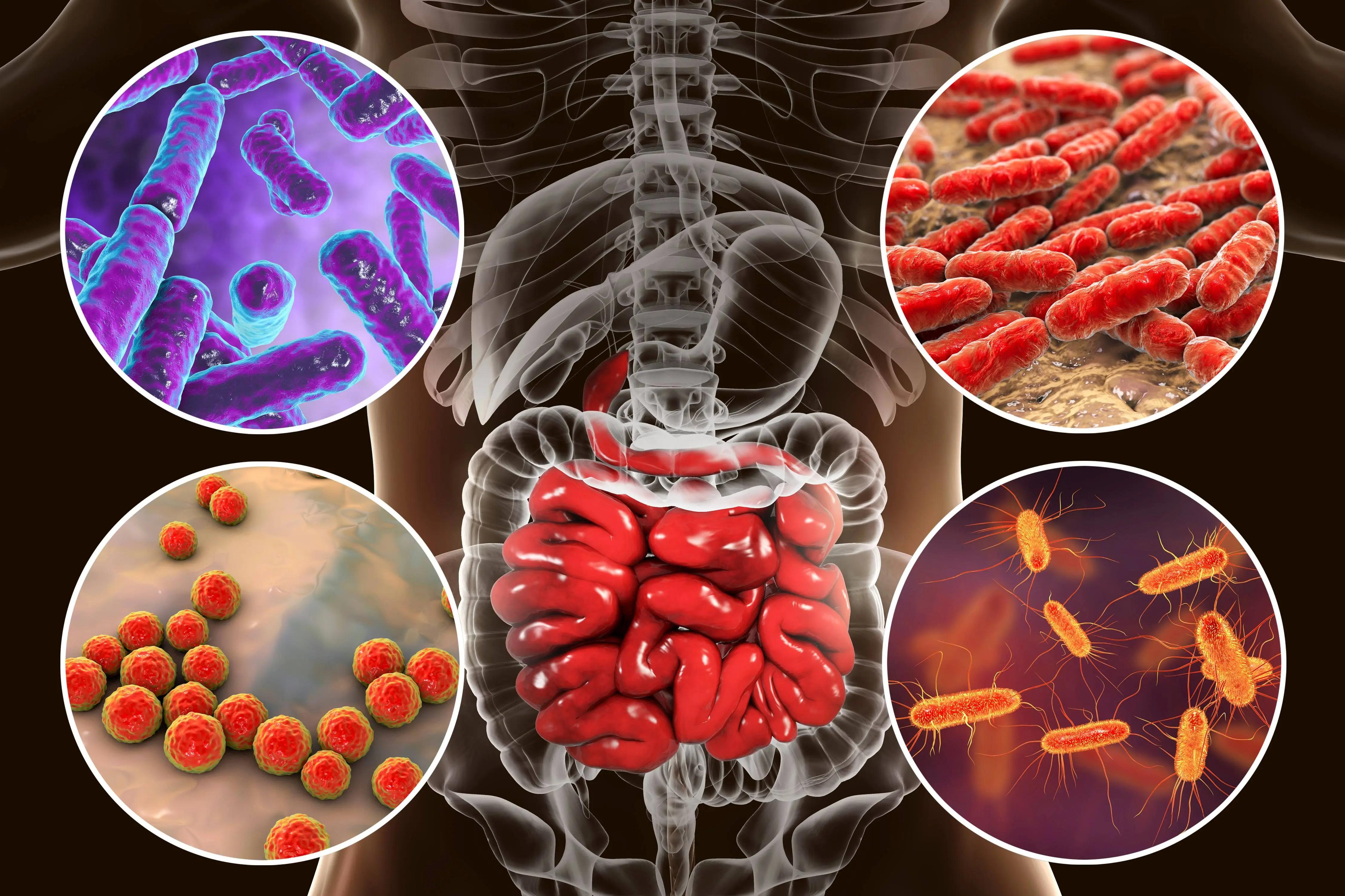 Unlocking the Hidden Power of Your Microbiome: A Journey into Human Health