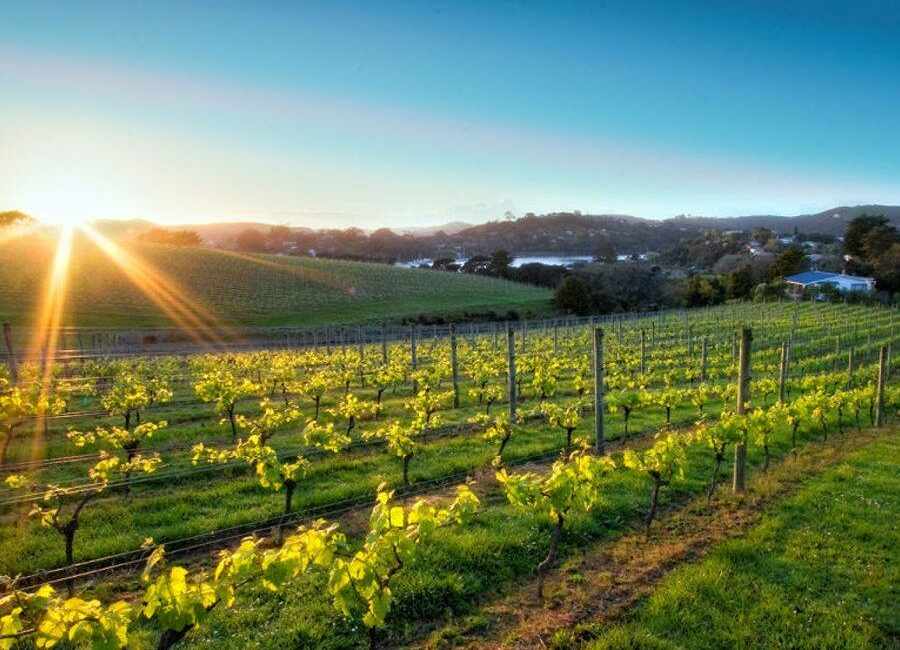 Private Driver New Zealand | Driver.kiwi.nz