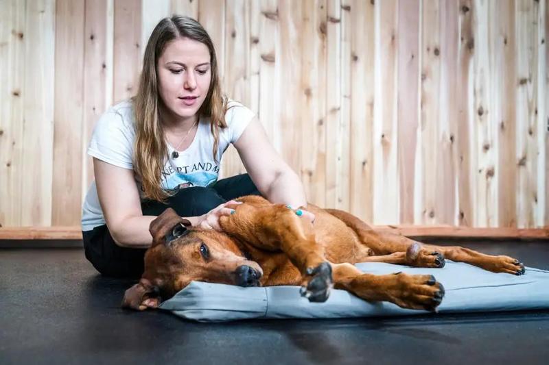 Dog Arthritis Treatment: Helping Your Dog Live Pain-Free with Canine PT and Me