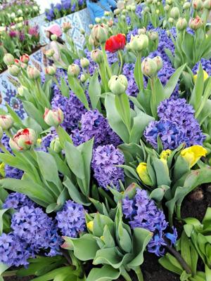 Alivia.majumdar7 logo