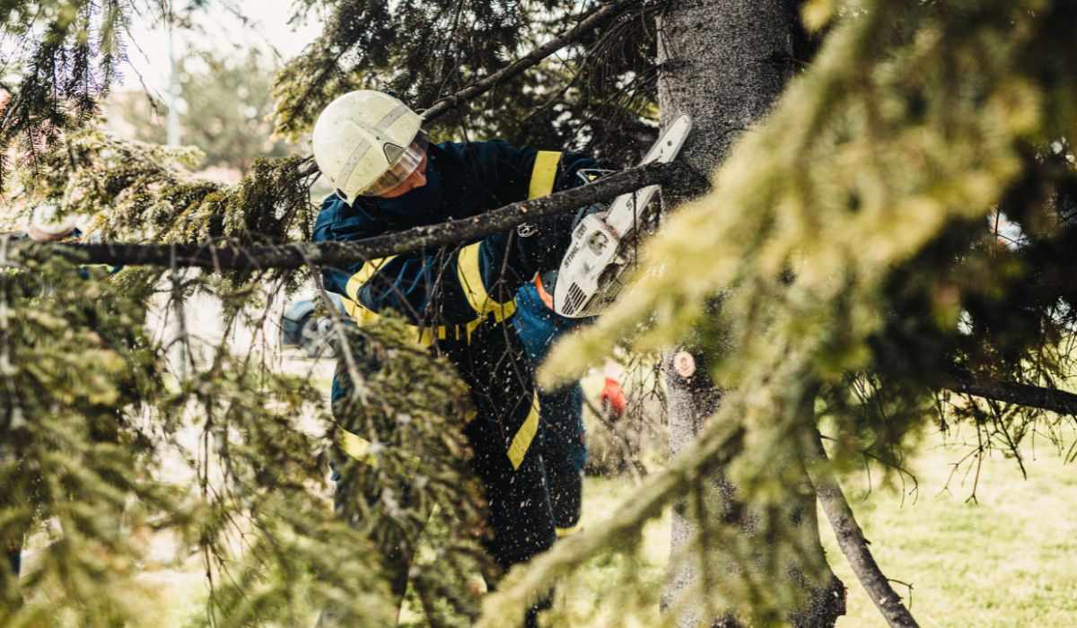 Billings Tree Service - Expert Tree Removal & Trimming