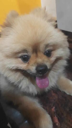 Likhitha Srinivas logo