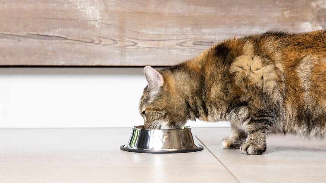 How Digestibility Impacts Overall Pet Health and Energy