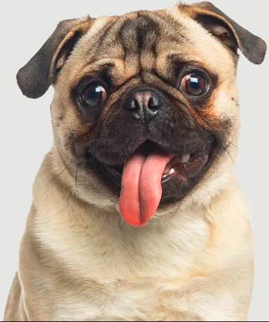 Choose Quality Dog Grooming Ohio Services for Your Beloved Pet