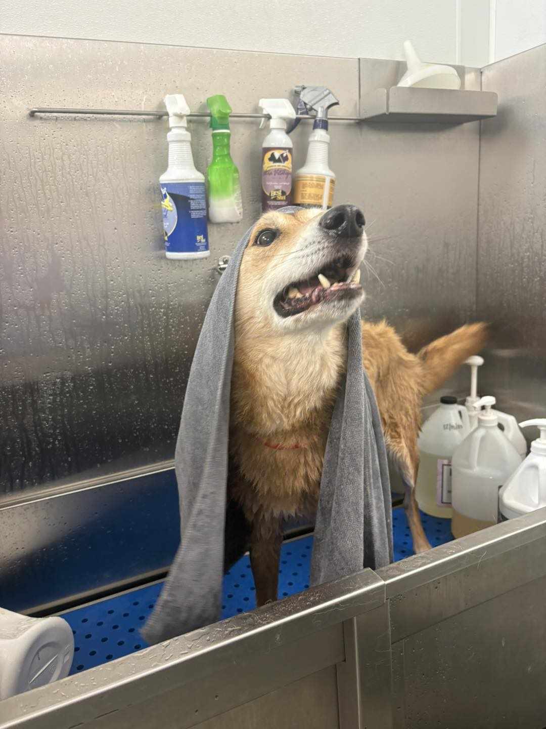 What to Look For Before Booking Dog Grooming in Ohio?