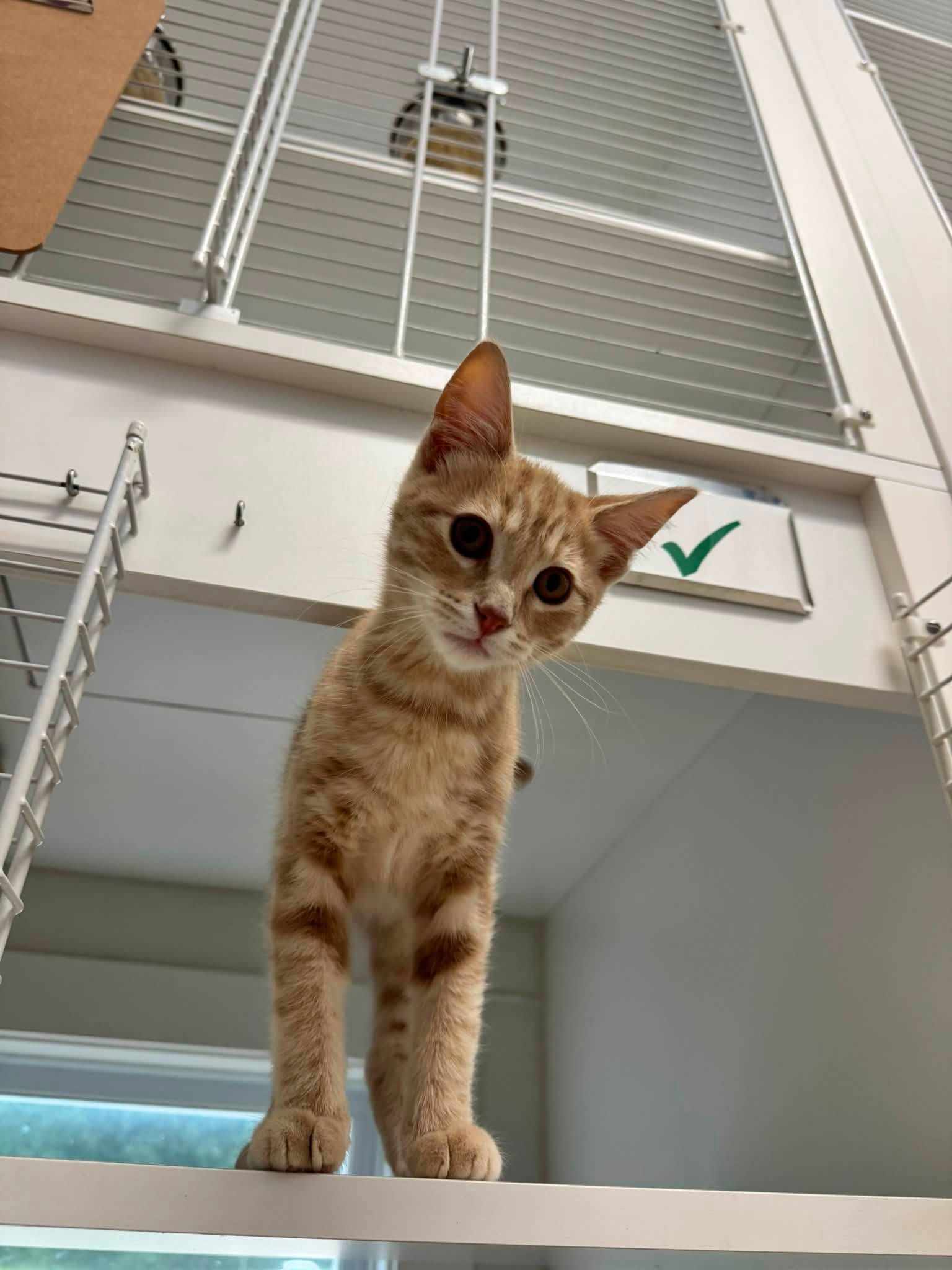 What to Look for When Choosing a Cat Boarding Facility