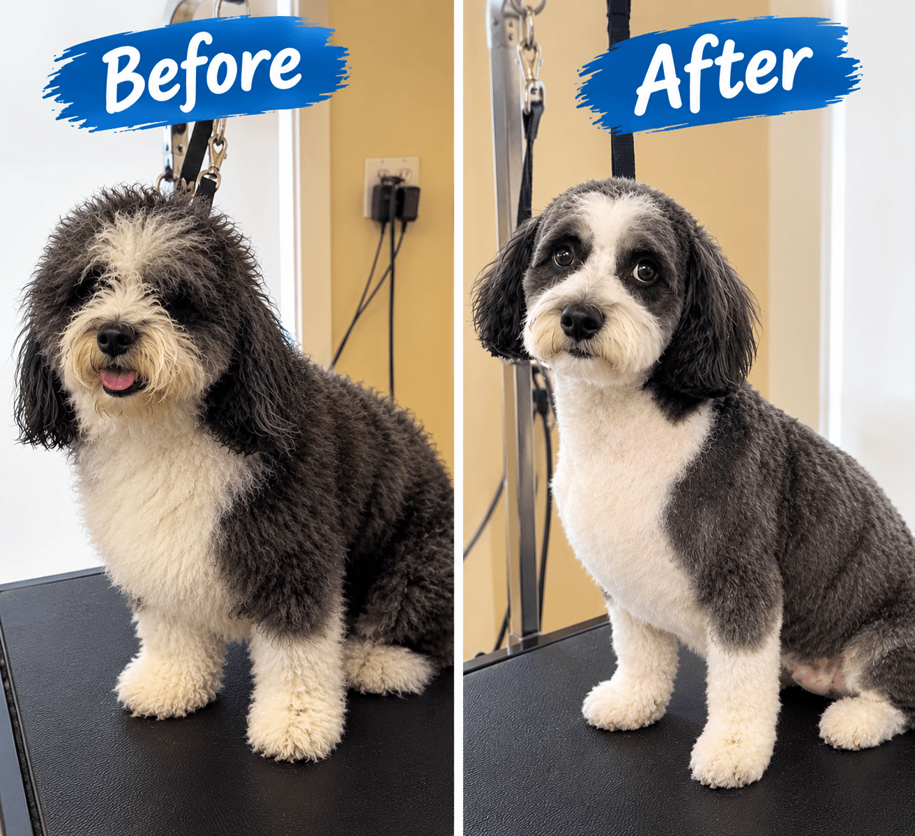 Dog Grooming Ohio for a Fresh, Happy Pup in Diamond Kennels
