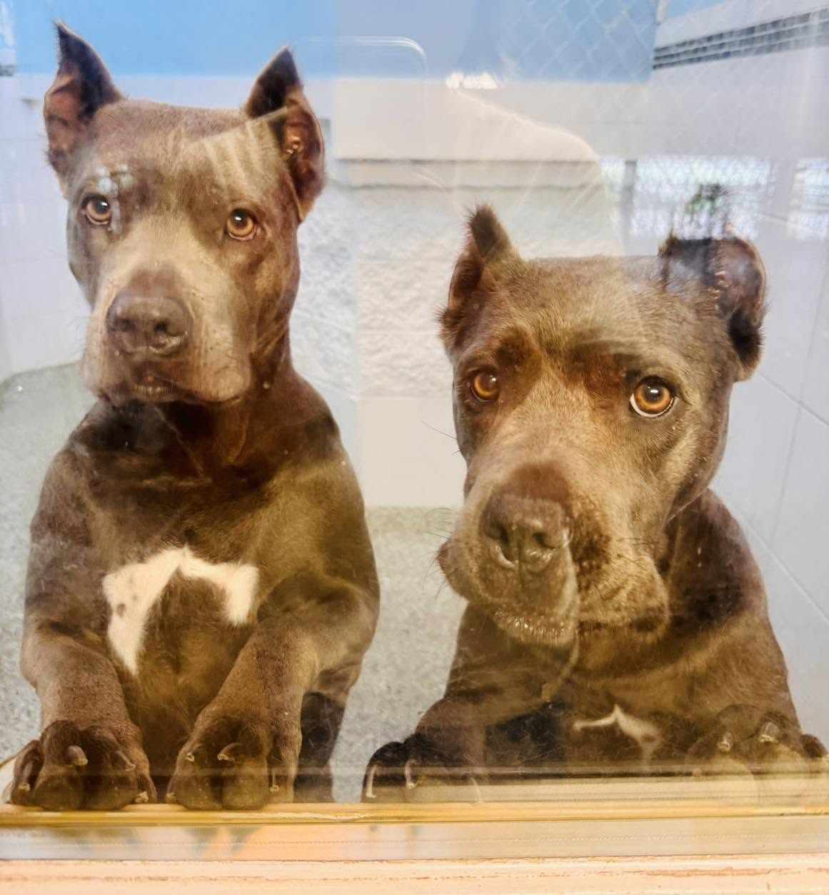 How to Choose the Right Dog Daycare in Ohio for Your Pet’s Needs
