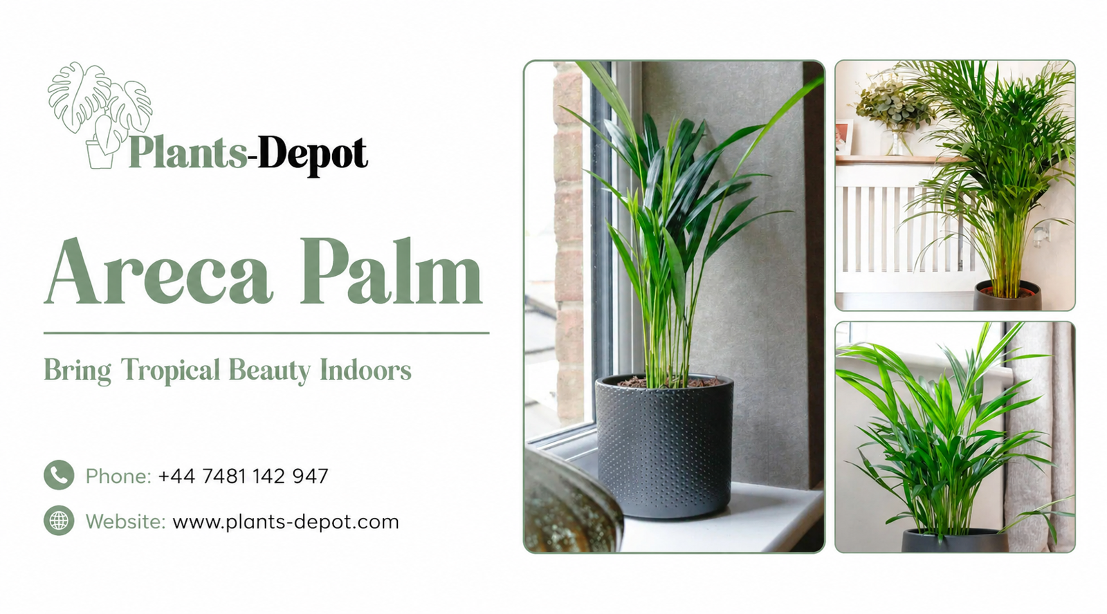 Pet-Friendly Palm For Homes And Family Spaces