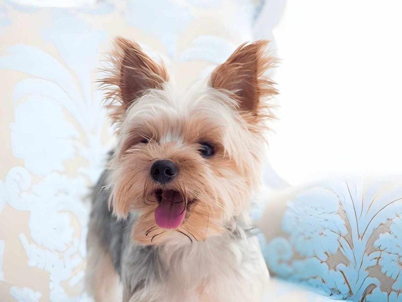 What to Look for When Comparing Exotic Yorkie Puppies for Sale?