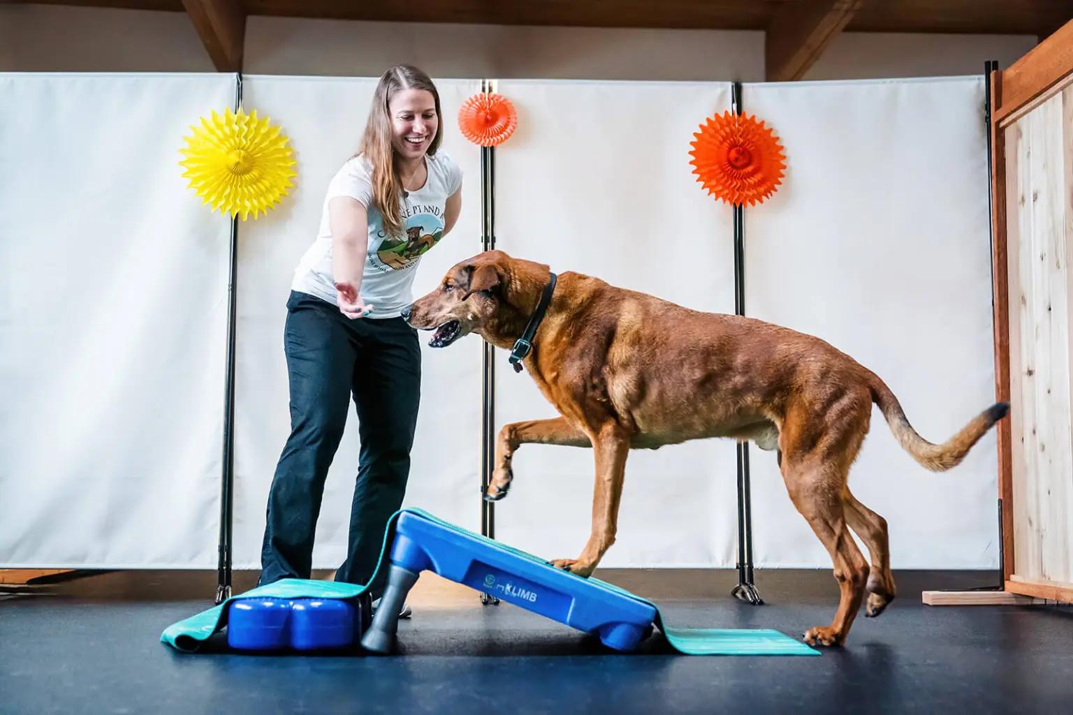 Understanding CCL Tear in Dogs and How Rehabilitation Can Help